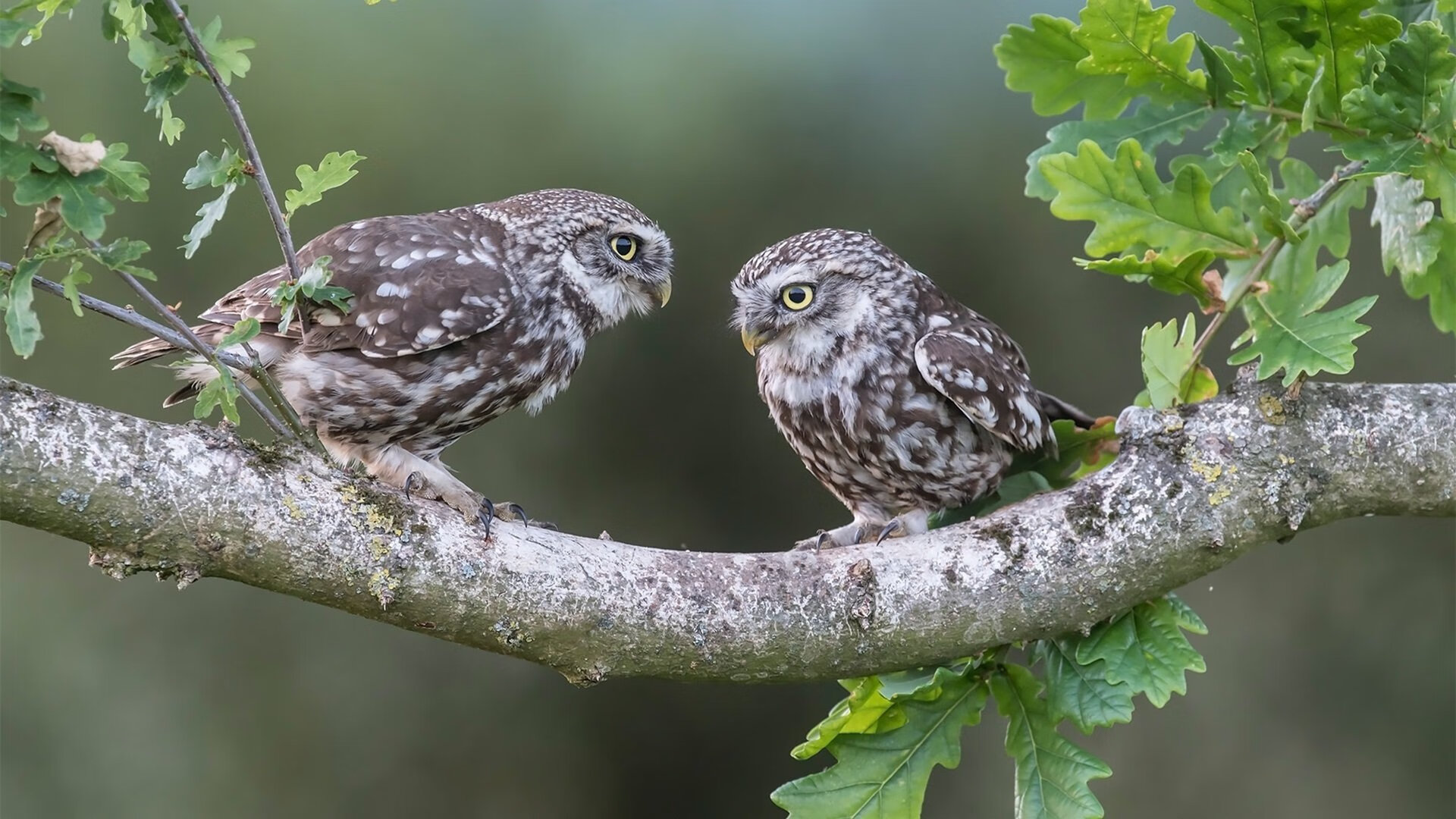 开云官方-《Hope：年轻的力量，闪耀在国际舞台》