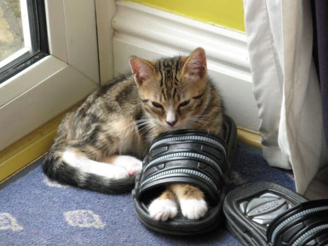 kaiyun开云·官方网站-全国足球运动员技能比赛圆满落幕，发现新人才，中国足球协会足球运动员技术等级标准