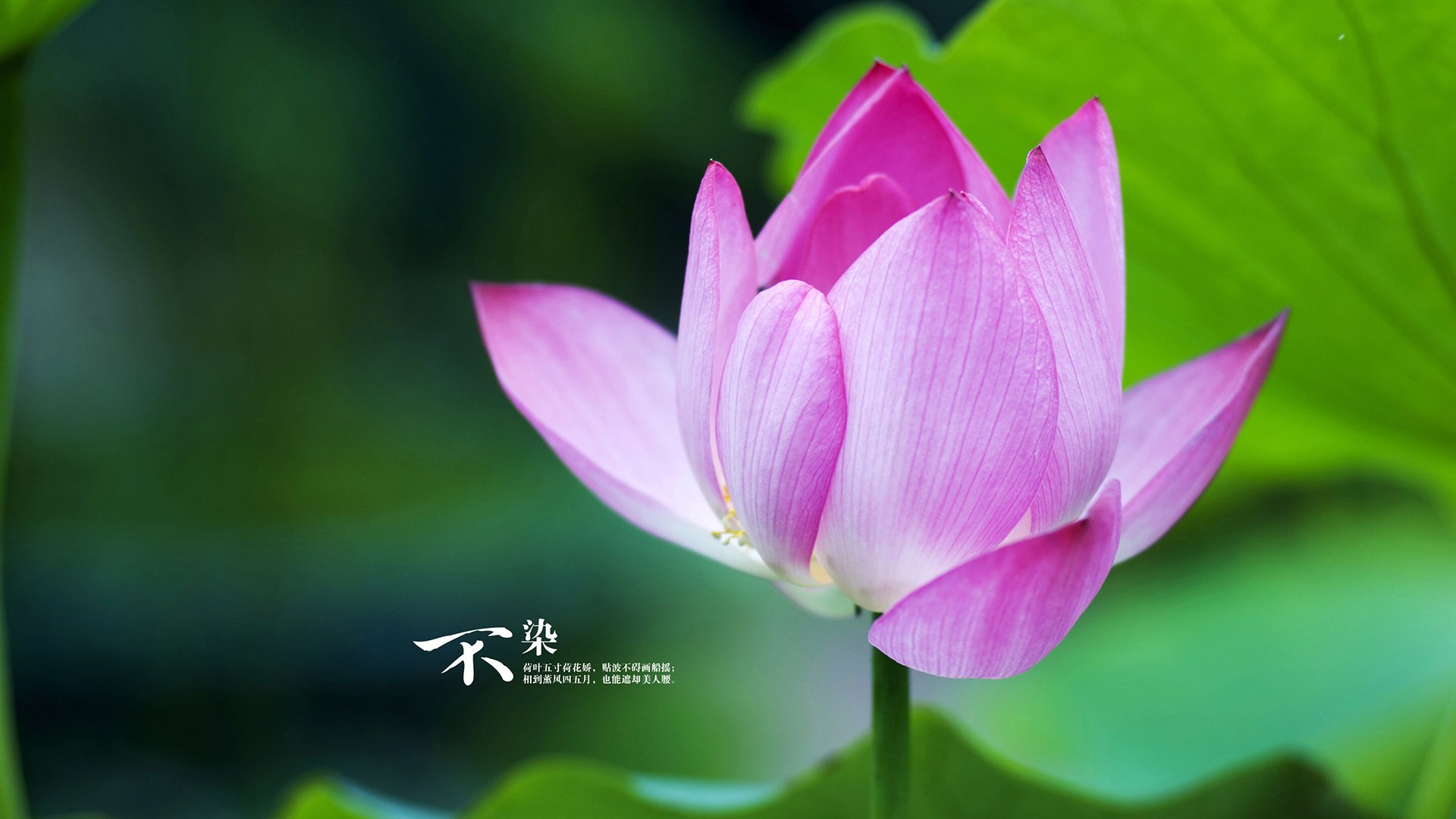 kaiyun体育综合-塞内加尔马术协会推出马匹健康管理系统，提升马匹福利。，马赛里尔