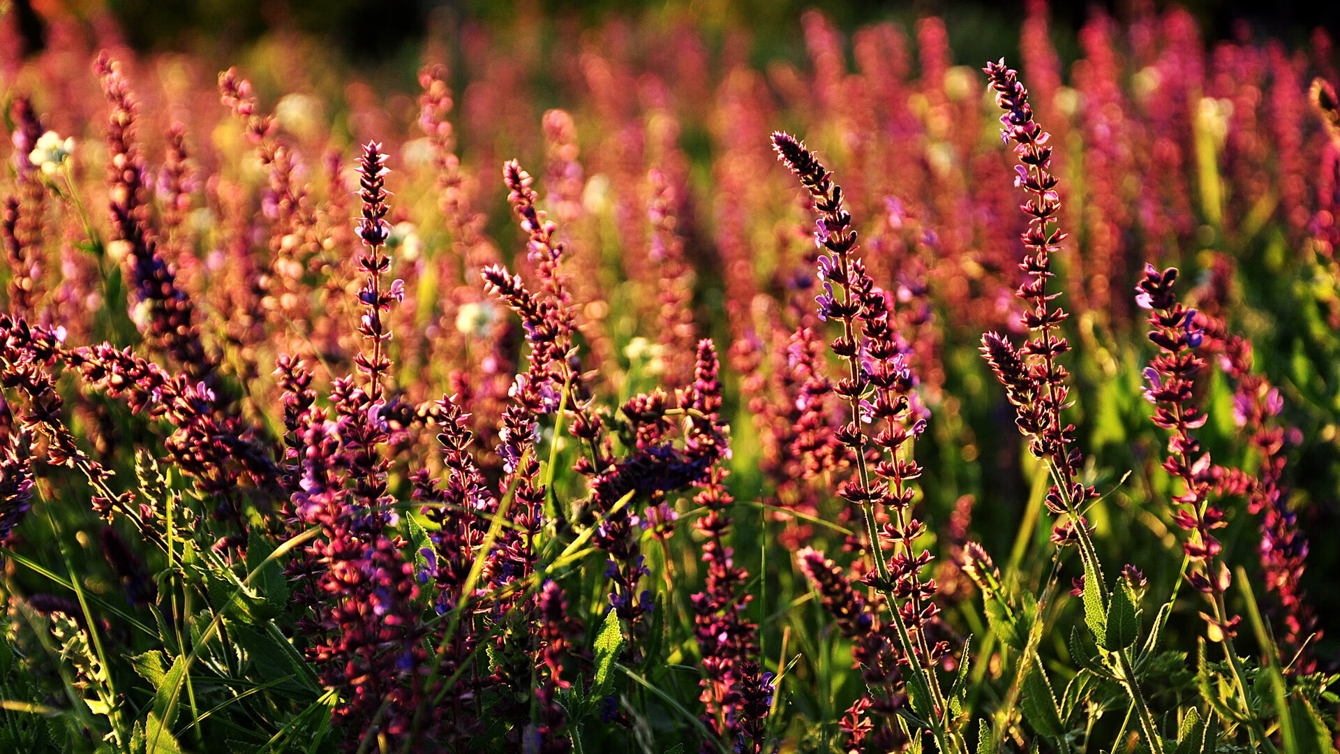 城市滑板极限表演,街头运动的新潮流,城市滑板视频
