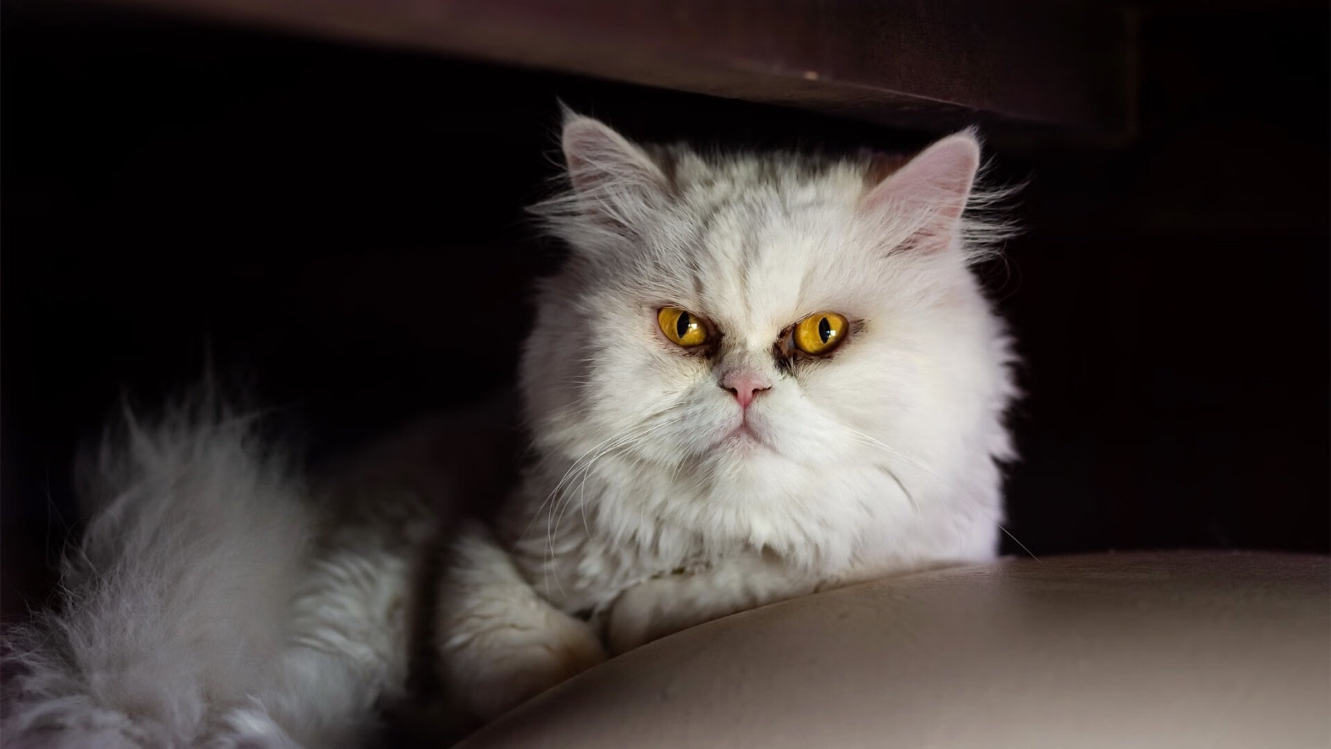 Kaiyun APP-曼联高价引援，锋线实力大幅提升，曼联最新引援目标