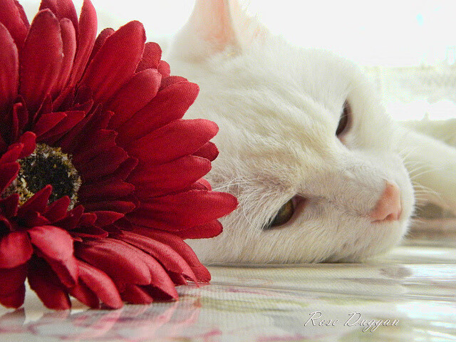 开云中国大陆-足球文化进地铁主题专列活动在广州启动，足球文化创意秀