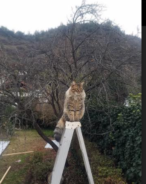 kaiyun官方网站-多特蒙德客场击败沙尔克保持德甲榜首，多特蒙德客场战绩