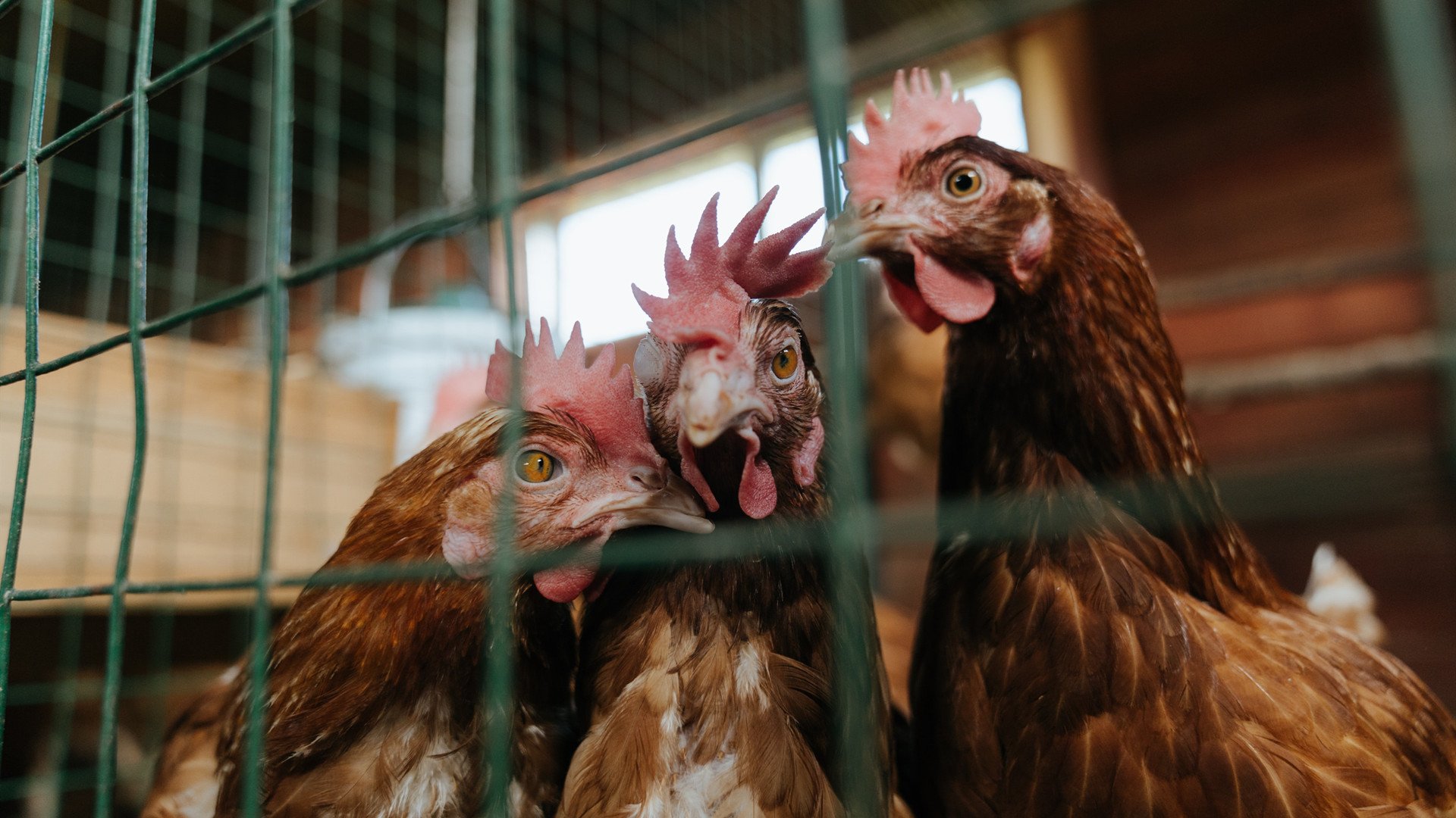 开云官方网页登录-巴黎圣日耳曼新援闪耀出色表现，球队雄心膨胀，巴黎圣日耳曼引进球员