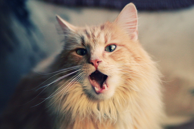 开云平台-电竞主播职业素养提升路径及行业规范建设探讨，电竞主播要求包括哪些素质和技能