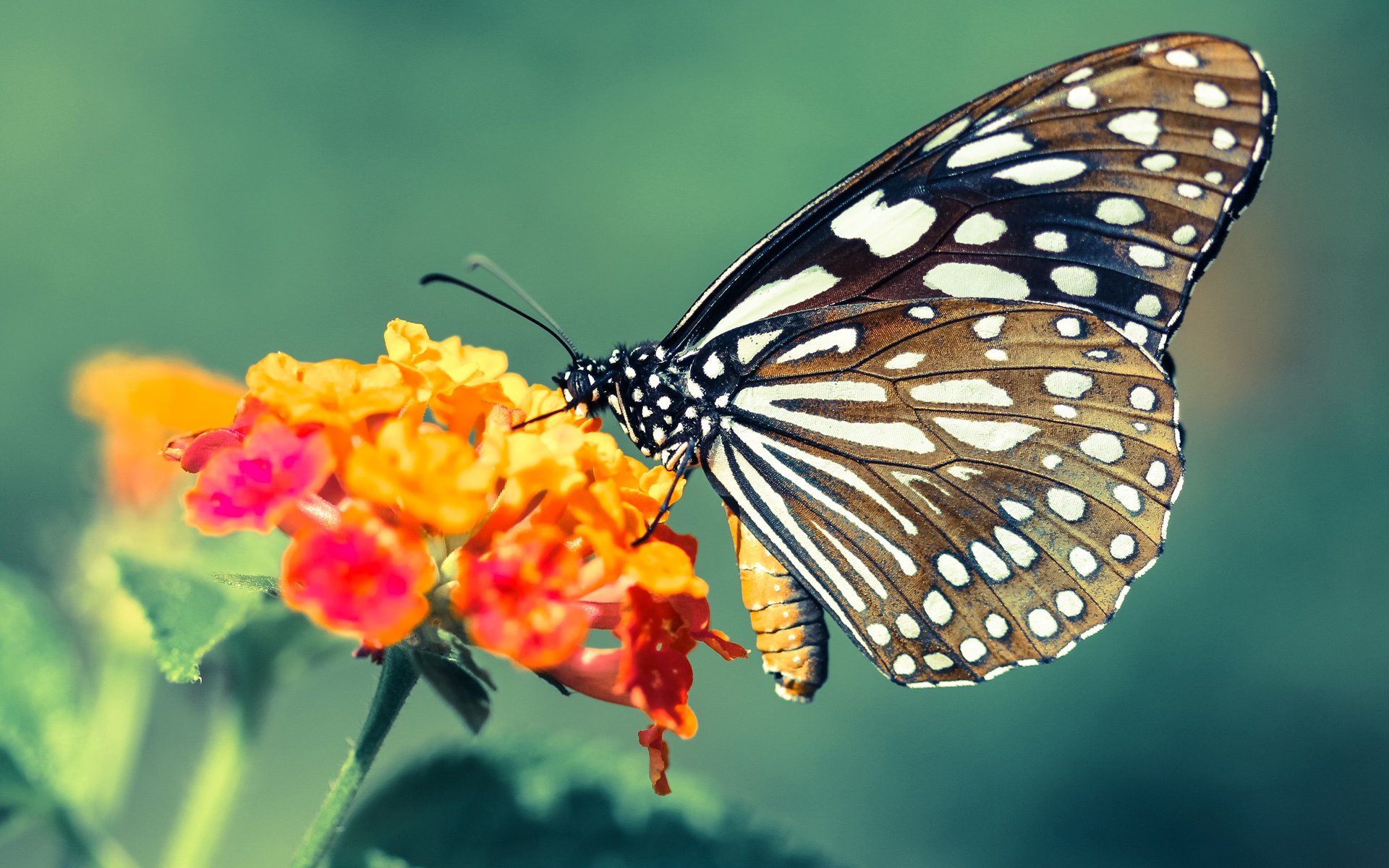 kaiyun网站-罗马中场球员状态火热，罗马队中场