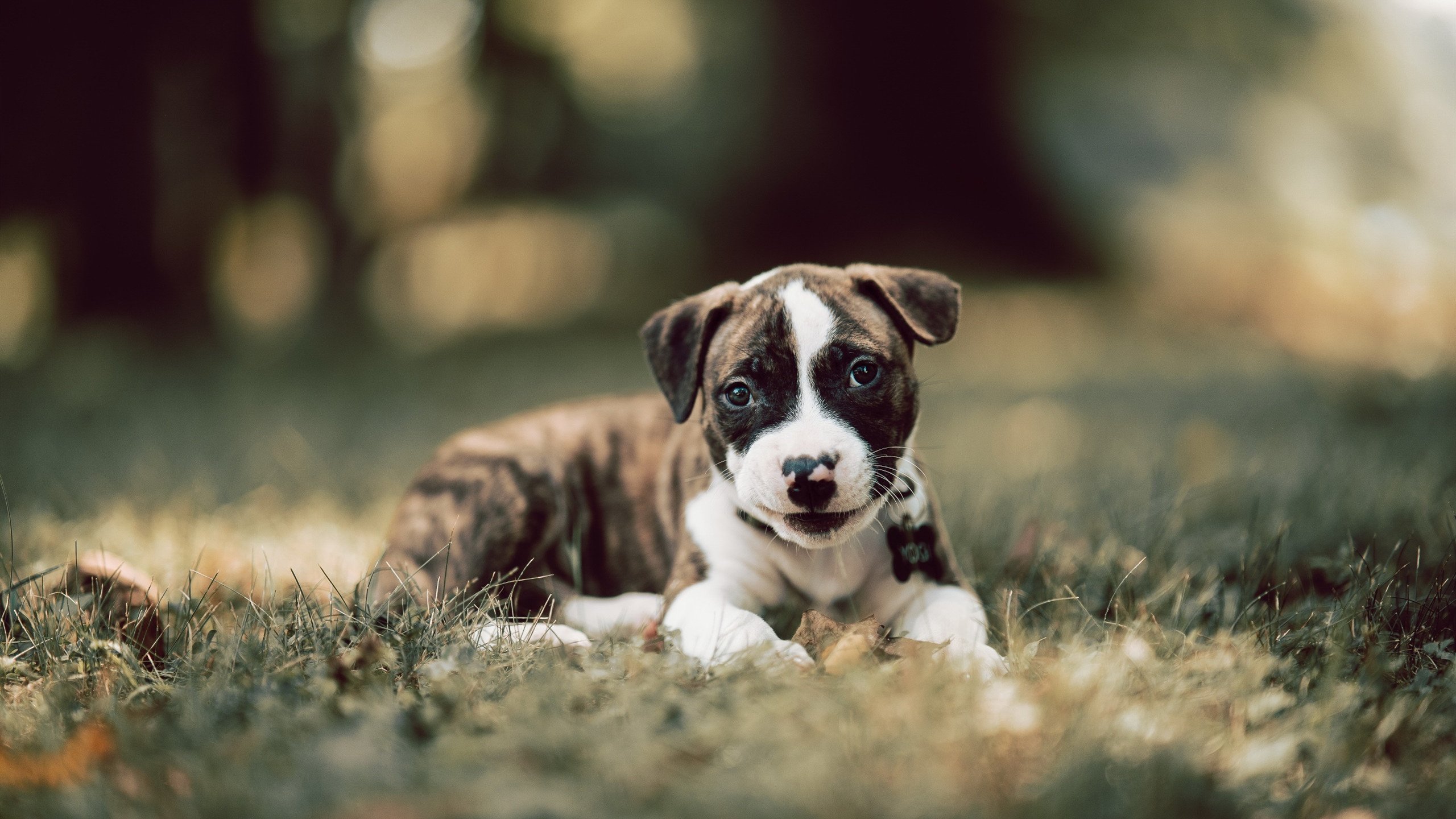 kaiyun中国官方网站-蔚山现代准备迎战全北现代强敌，蔚山现代的实力