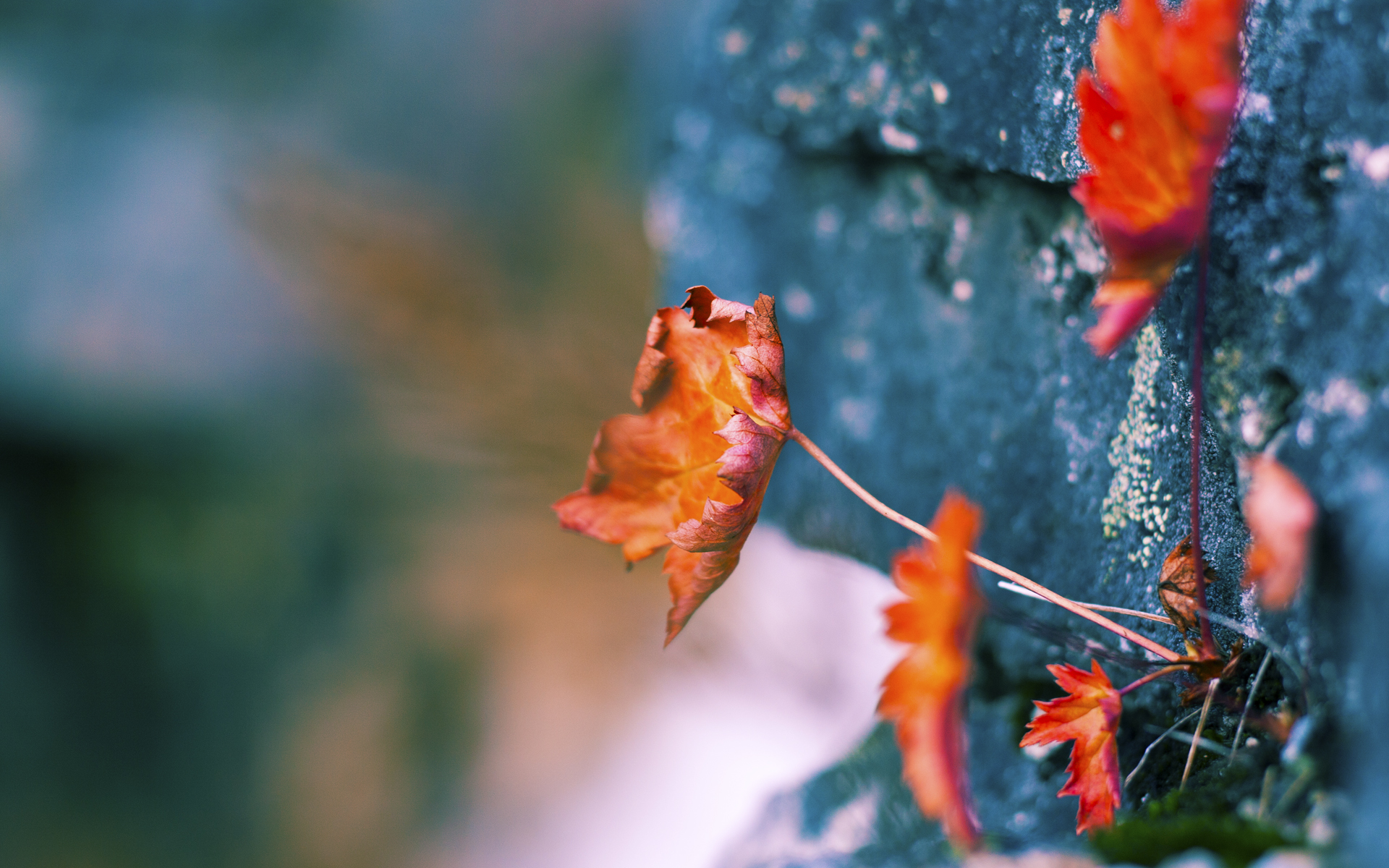 意甲外援青训融合模式对年轻球员成长的助力,意甲青训规则