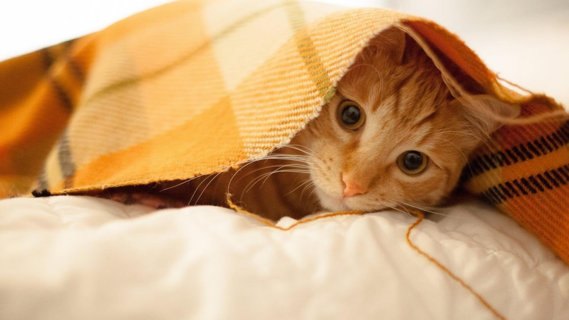 开云平台-足球青训教练海外研修归来分享先进理念，足球青训训练营